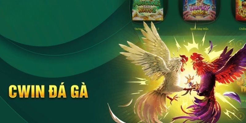 Một số hình thức chọi gà hấp dẫn mà người dùng có thể theo dõi