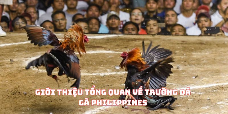 Giới thiệu tổng quan về trường đá gà Philippines
