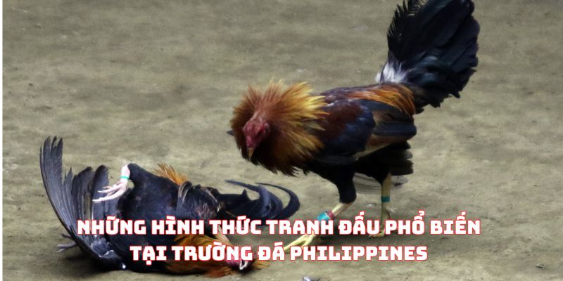 Những hình thức tranh đấu phổ biến tại trường đá Philippines