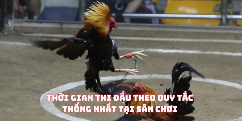 Thời gian thi đấu theo quy tắc thống nhất tại sân chơi
