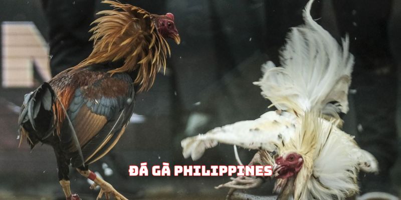 Đá gà Philippines