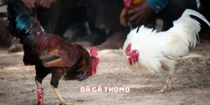 Đá gà Thomo