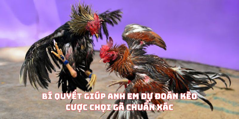 Bí quyết giúp anh em dự đoán kèo cược chọi gà chuẩn xác