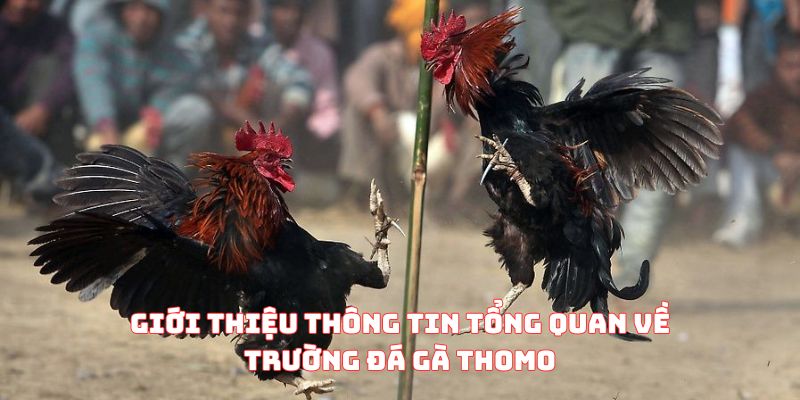 Giới thiệu thông tin tổng quan về trường đá gà Thomo