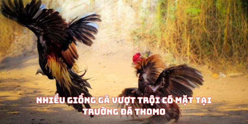 Nhiều giống gà vượt trội có mặt tại trường đá Thomo